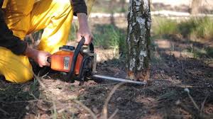 Best Arborist Consultation Services  in Boyd, TX